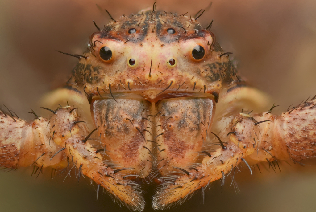Tan Crab Spider reference
