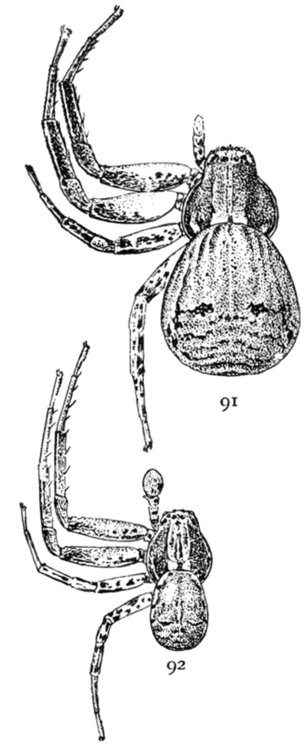 Xysticus gulosus reference