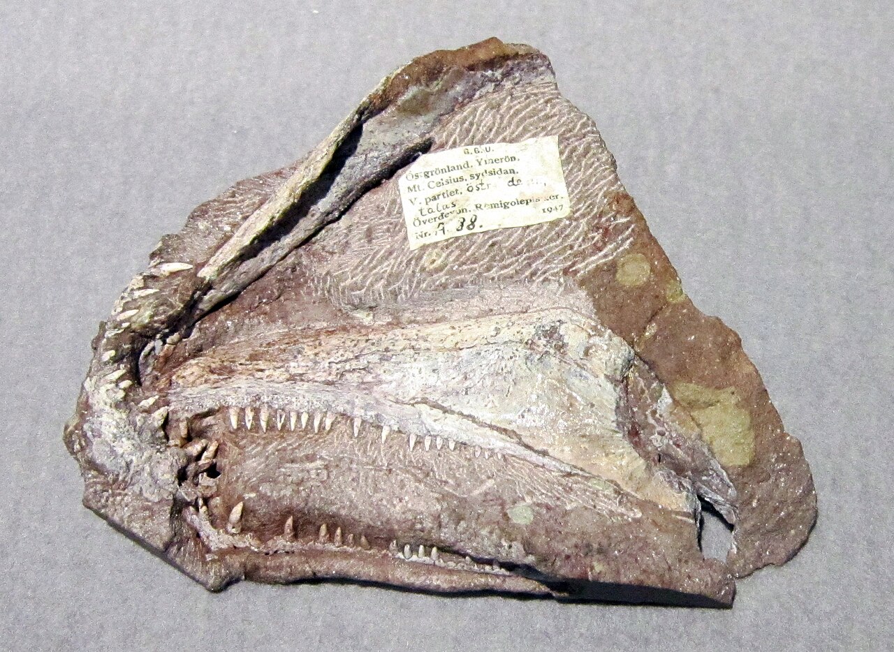 Ymeria denticulata reference