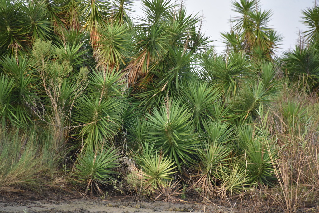 Aloe Yucca reference