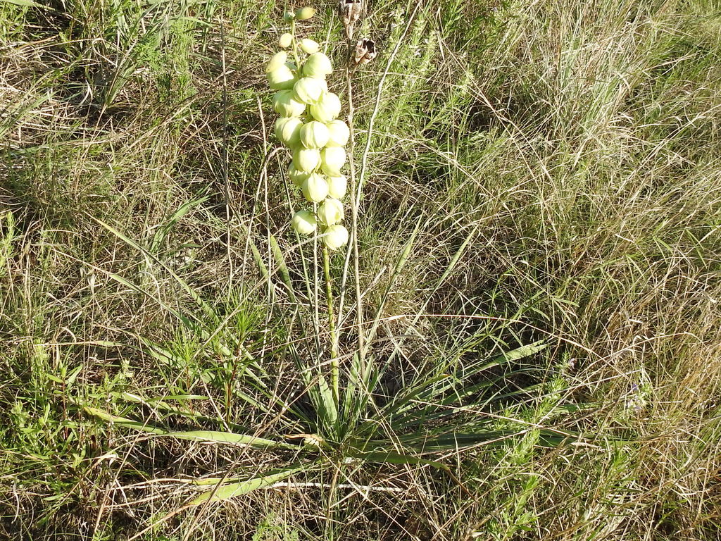 Arkansas Yucca reference