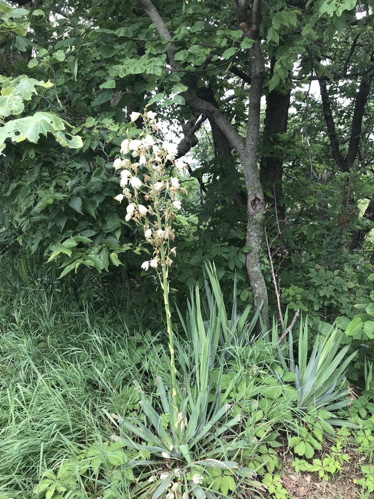 Weak-leaf Yucca reference
