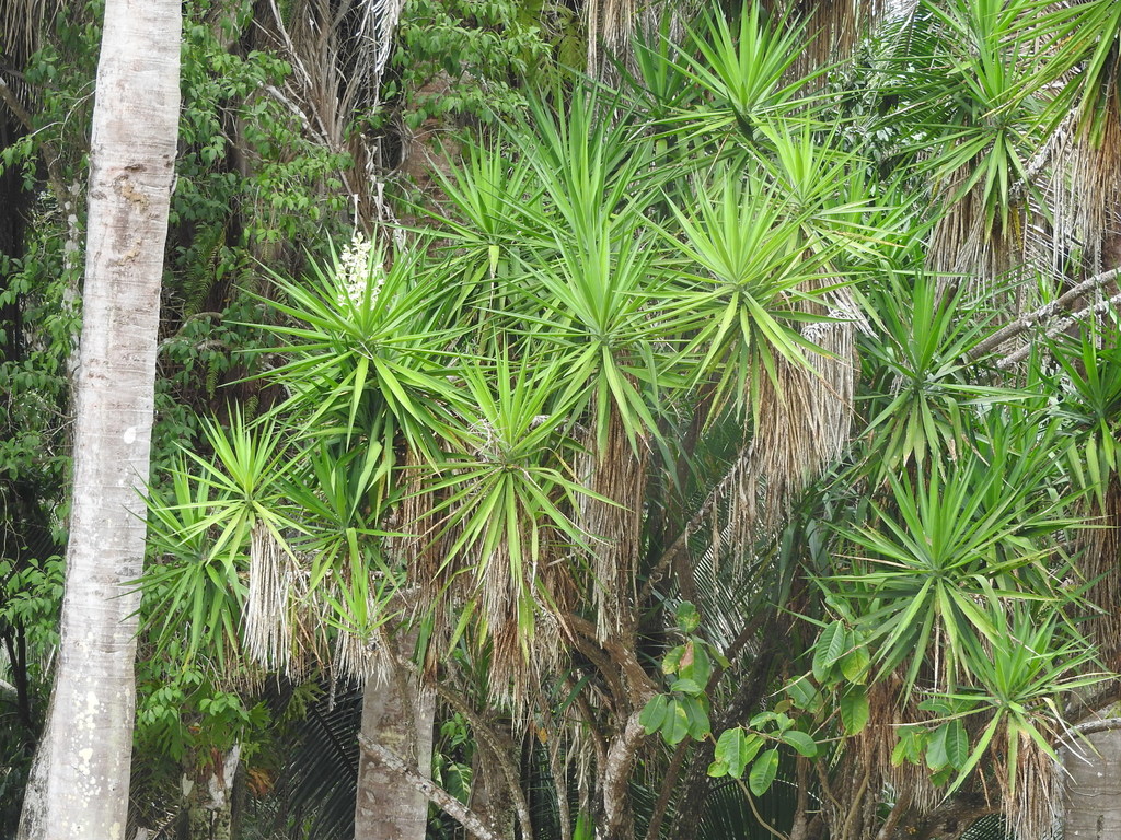 Spineless Yucca reference