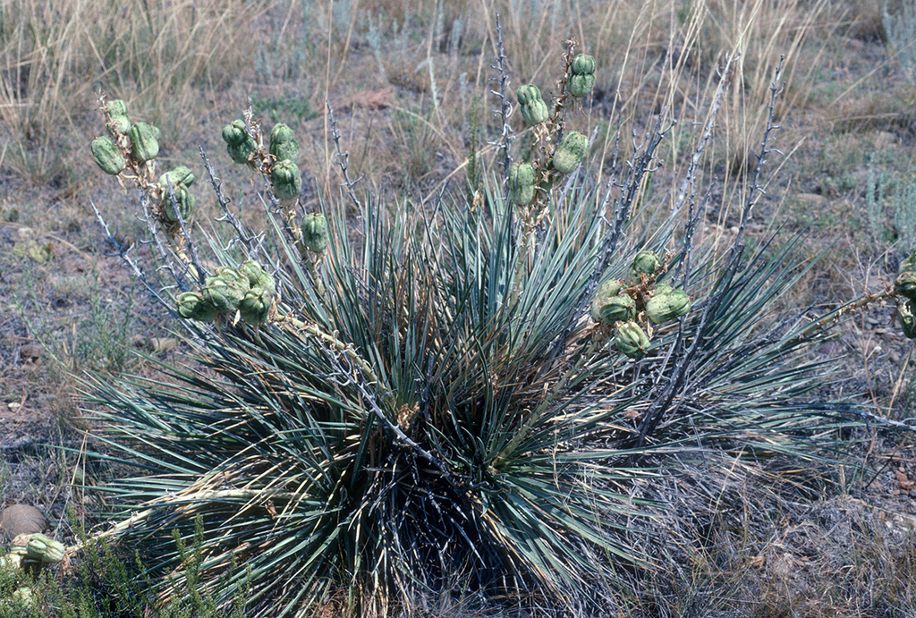 Great Plains Yucca reference