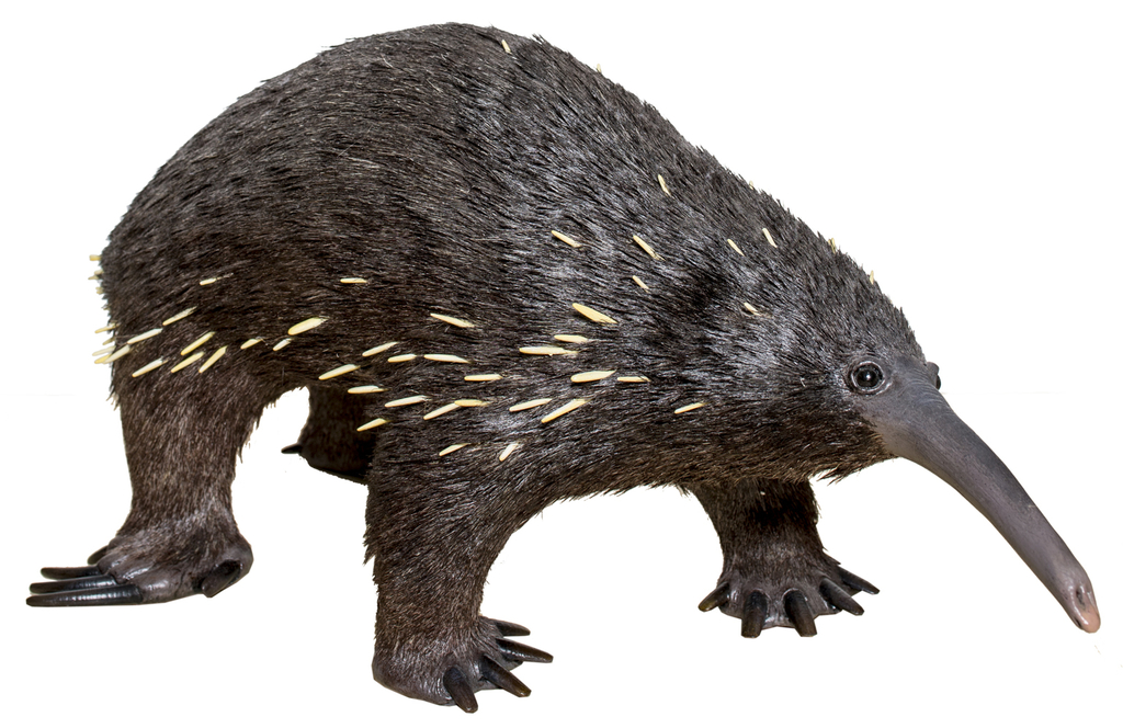 Eastern Long-beaked Echidna reference