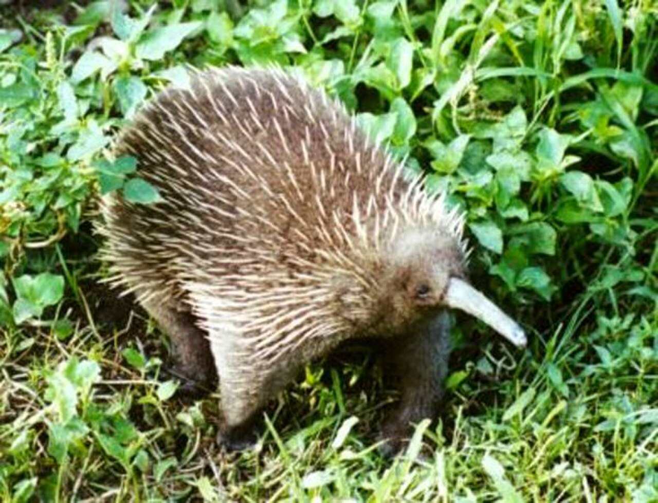 Western Long-beaked Echidna reference