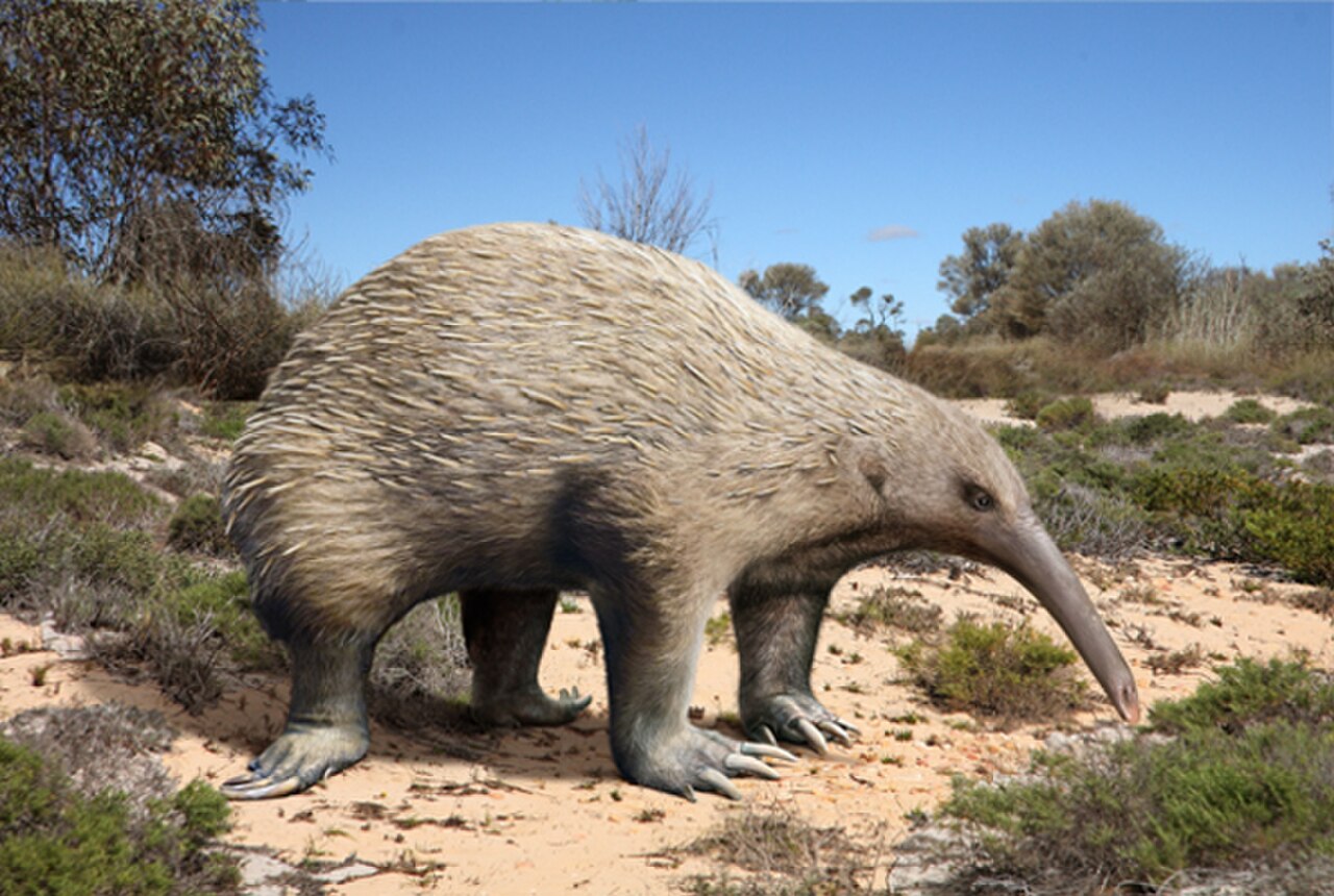 Murrayglossus reference