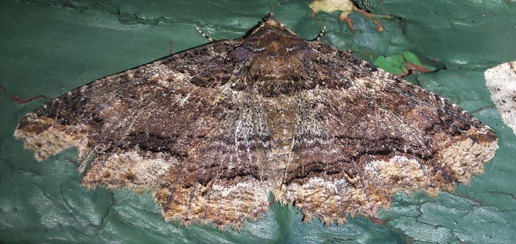 Colorful Zale Moth reference