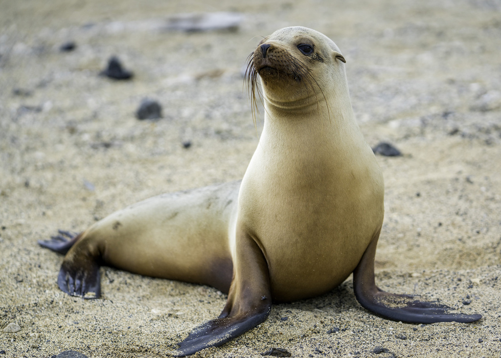 Galápagos Sea Lion reference