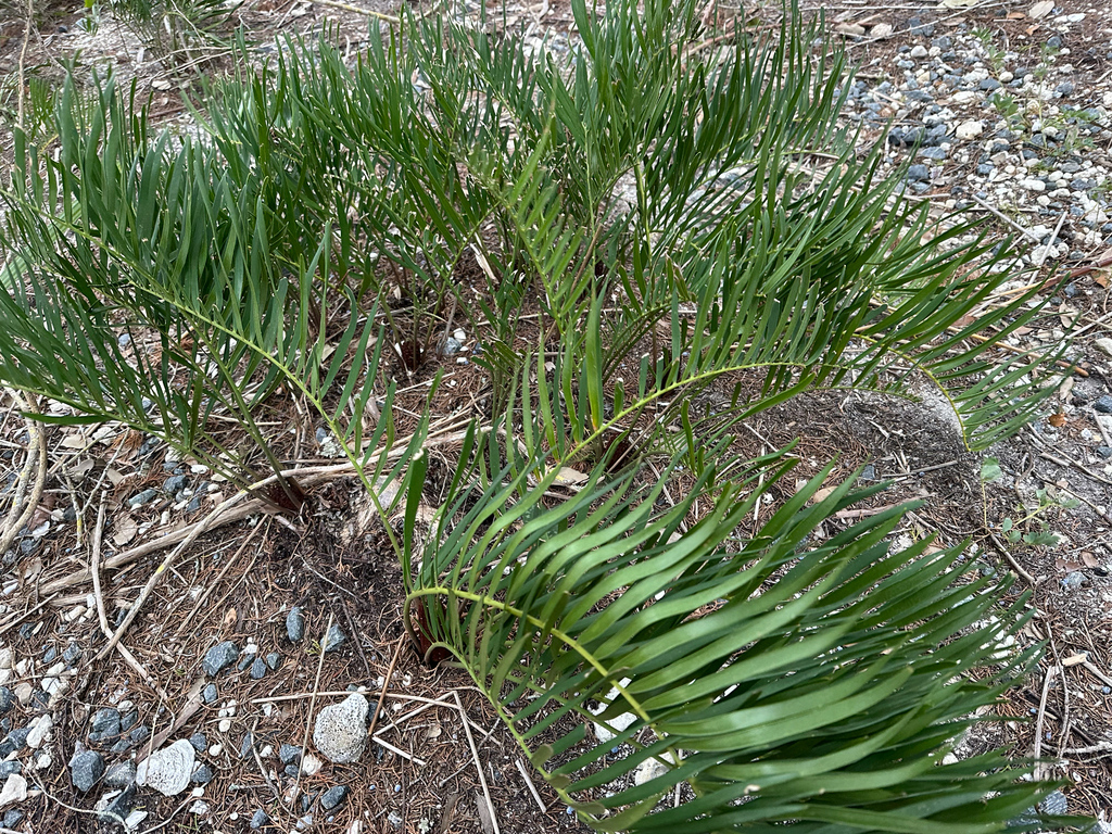 Coontie reference
