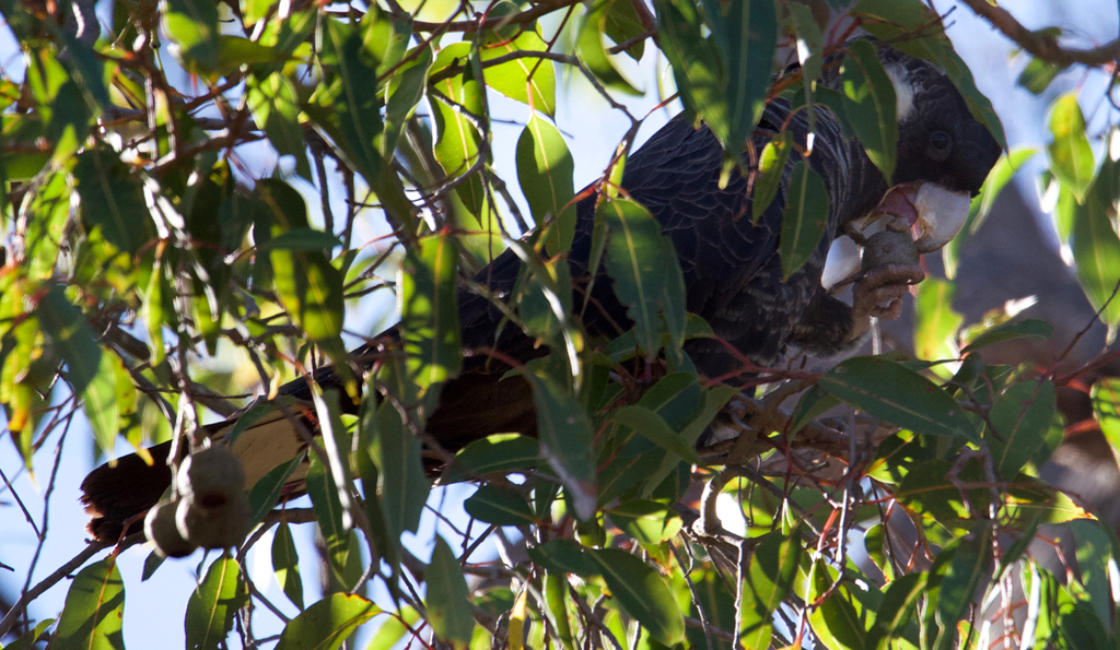 Baudin's Black Cockatoo reference