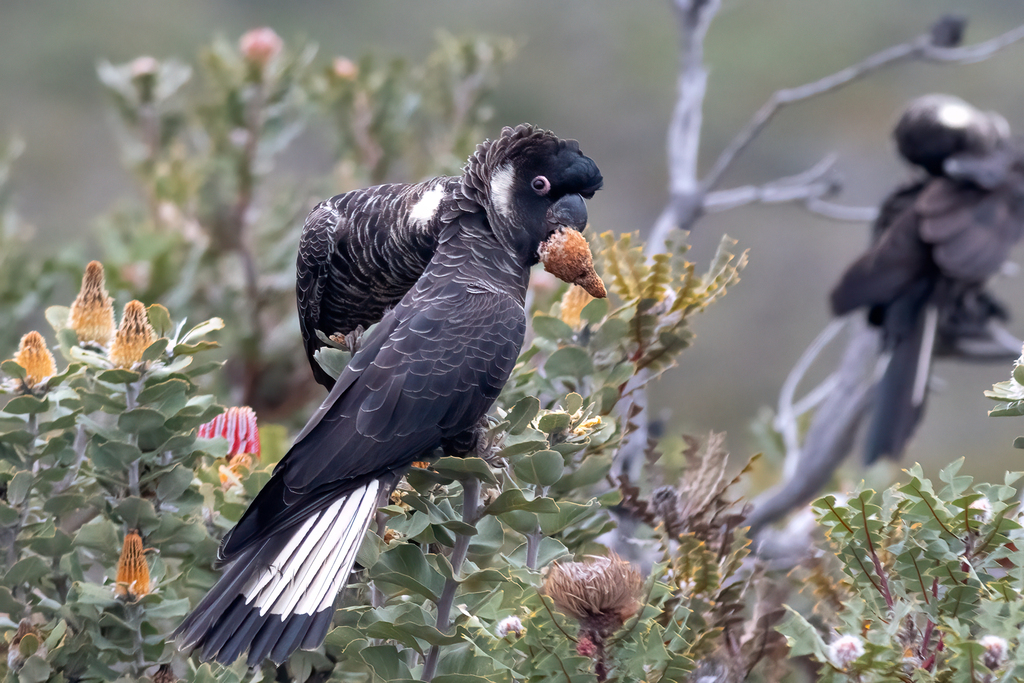 Carnaby's Black Cockatoo reference