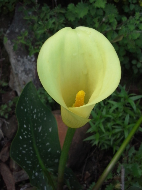 Spotted Calla Lily reference