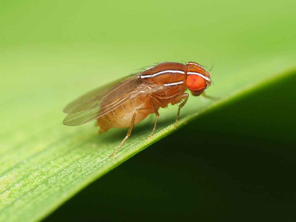 African Fig Fly reference