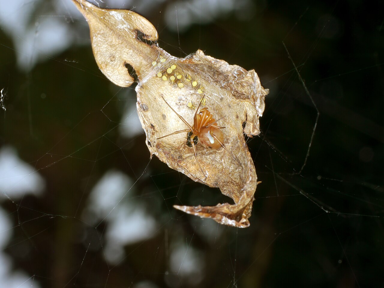 Zatypota maculata reference