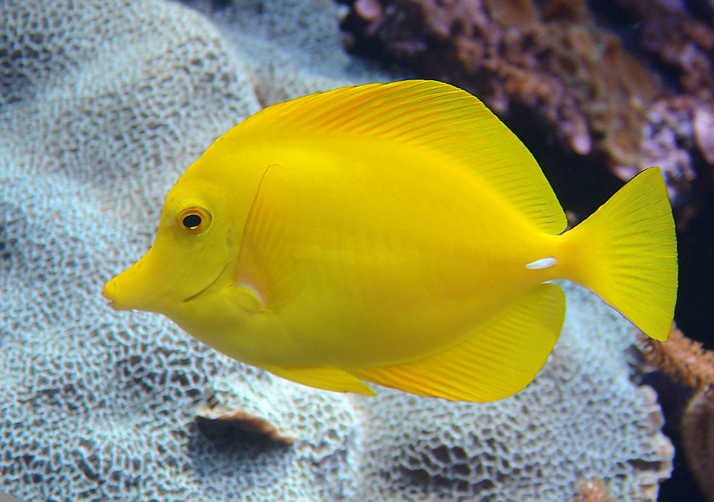 Yellow Tang reference