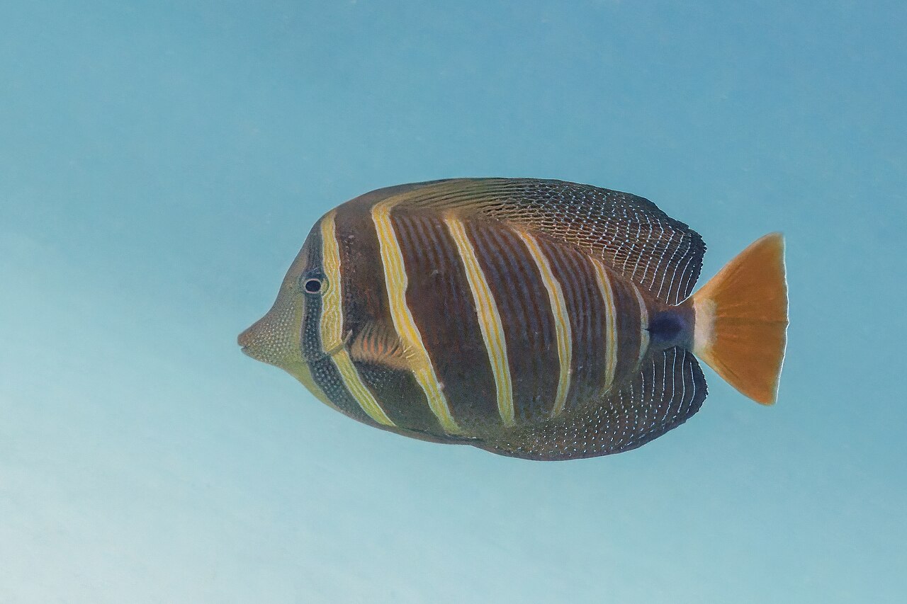Sailfin Tang reference