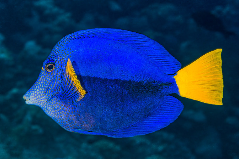 Purple Tang reference