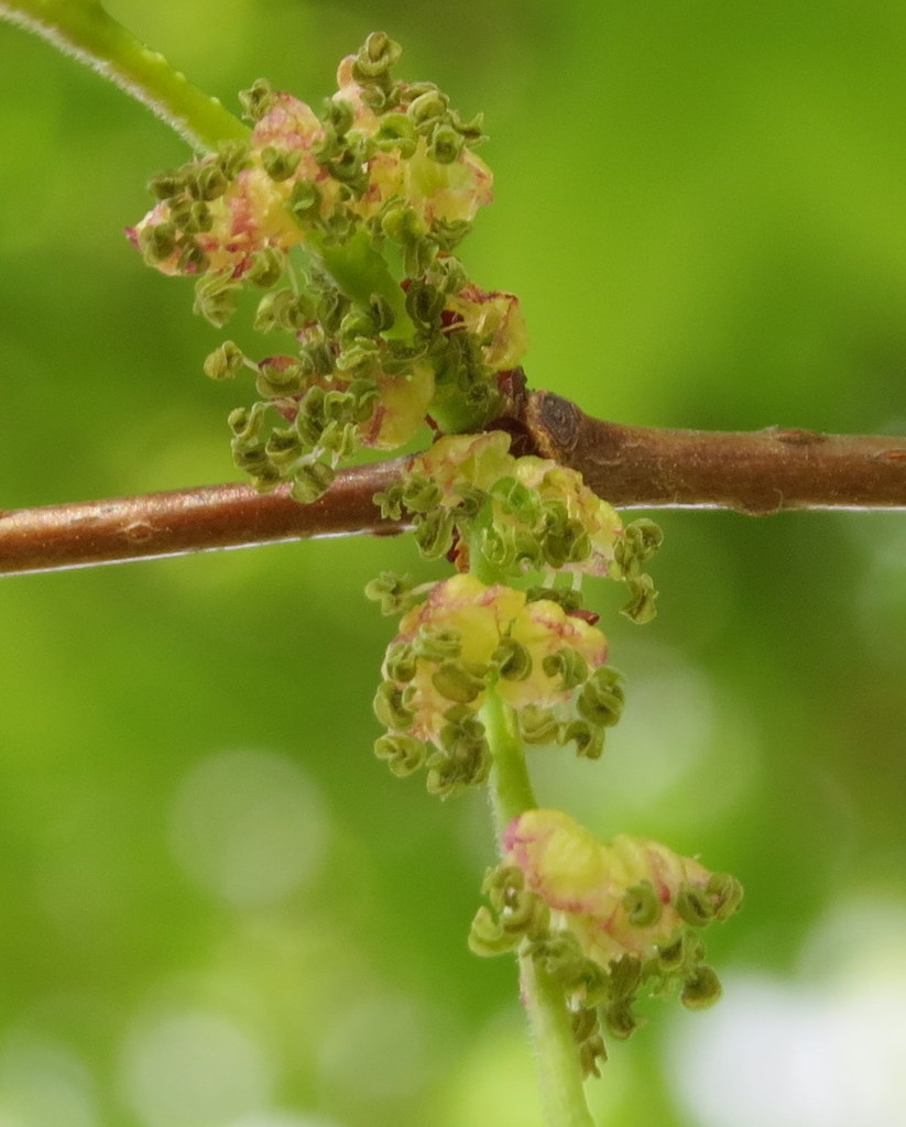 Zelkova serrata reference