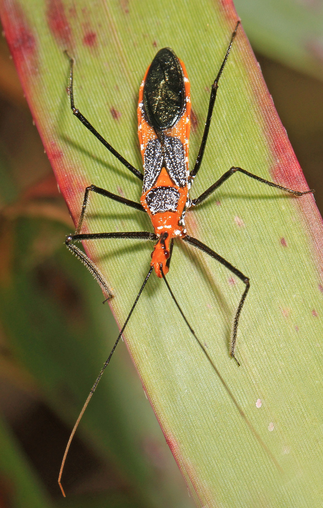 Milkweed Assassin Bug reference