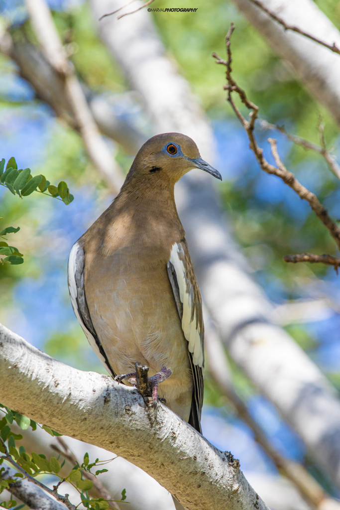 White-winged Dove reference