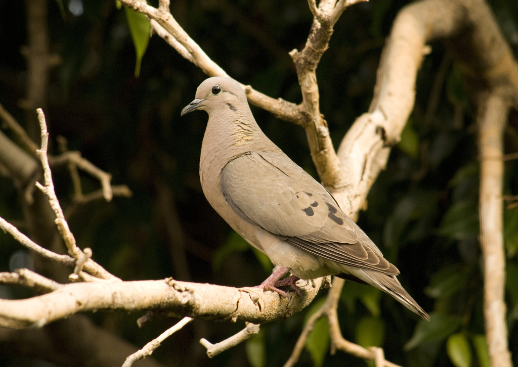 Eared Dove reference