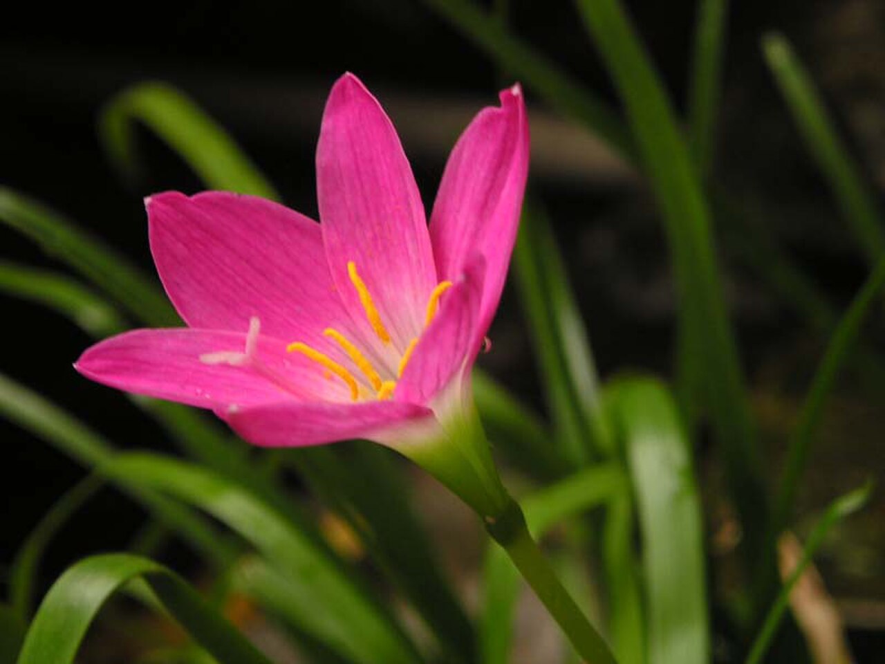 Zephyranthes rosea reference