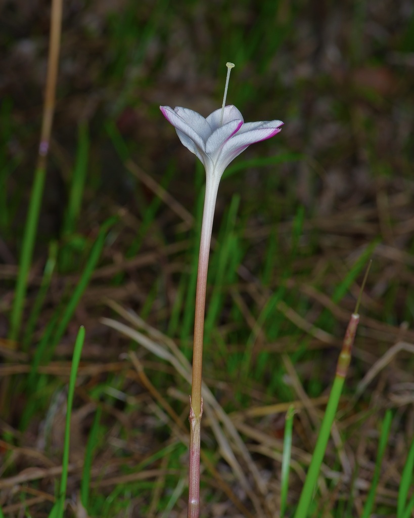 Traub's Rain-lily reference
