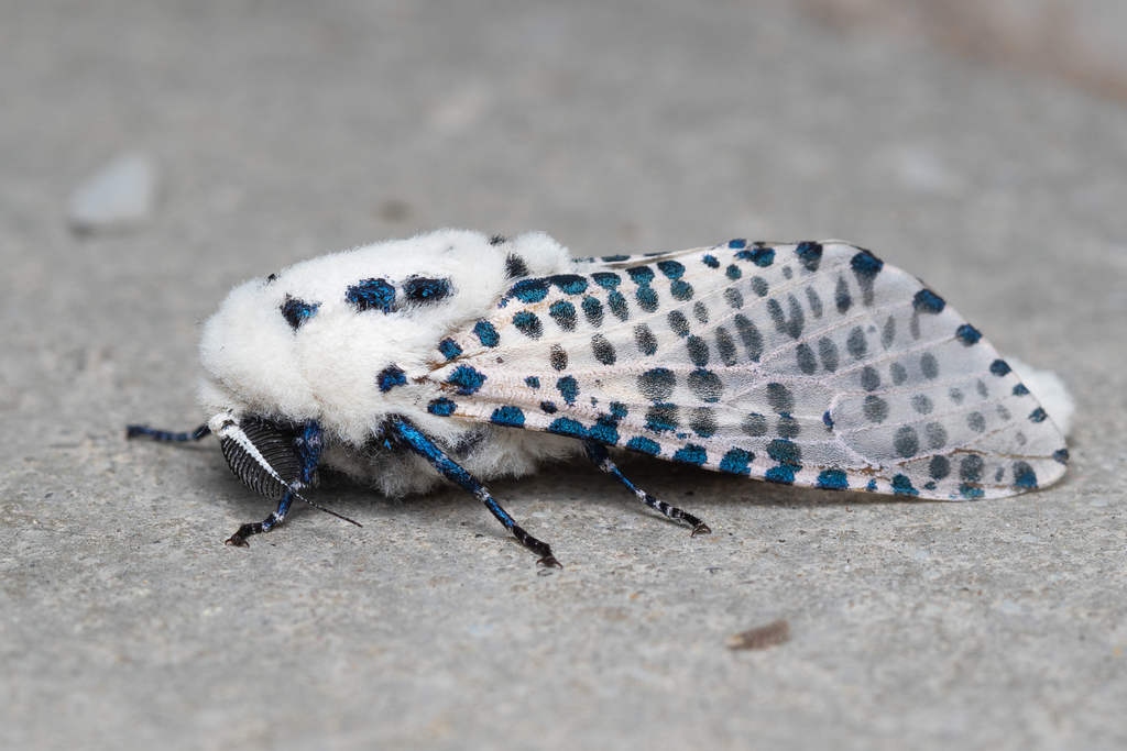 Wood Leopard Moth reference
