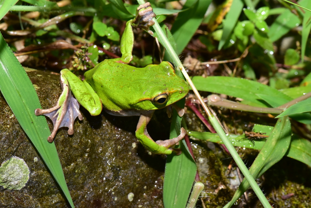 Emerald Tree Frog reference