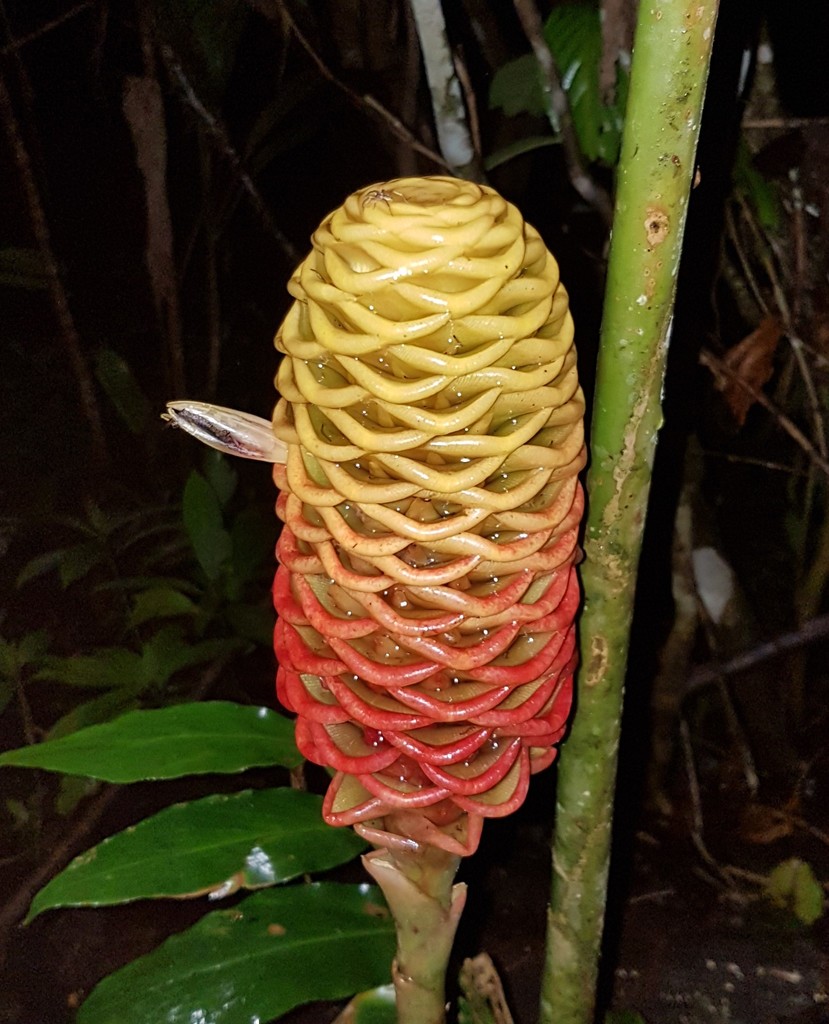 Beehive Ginger reference