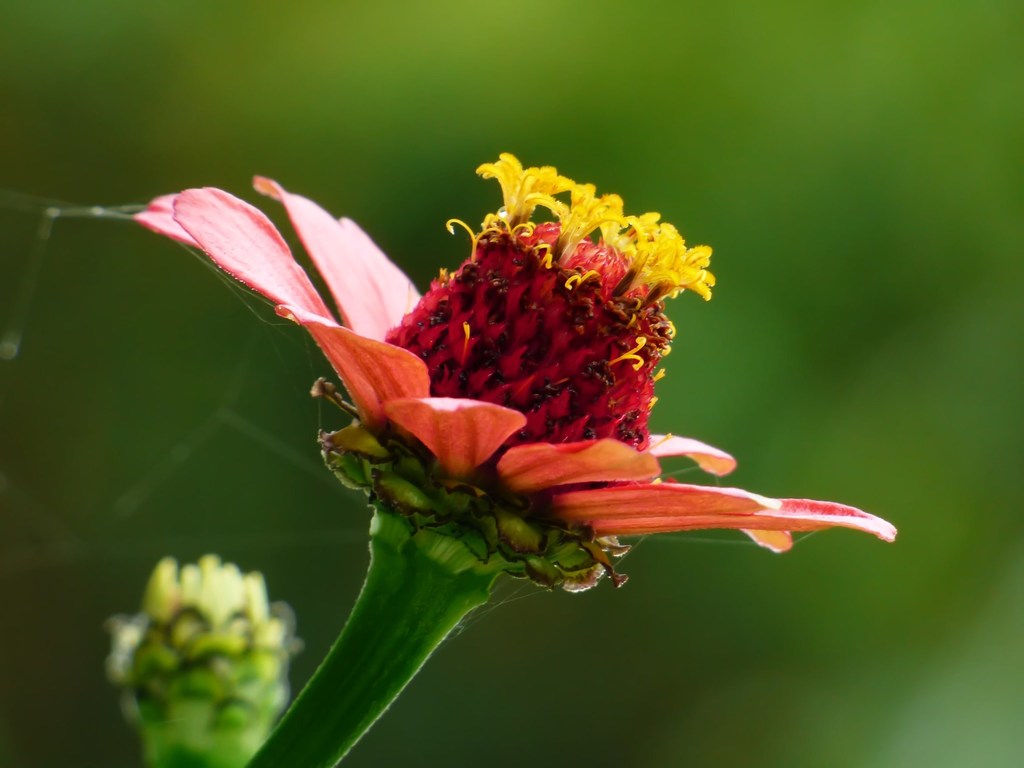 Elegant Zinnia reference