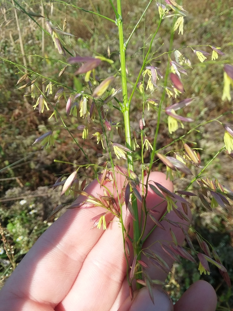 Annual Wild Rice reference