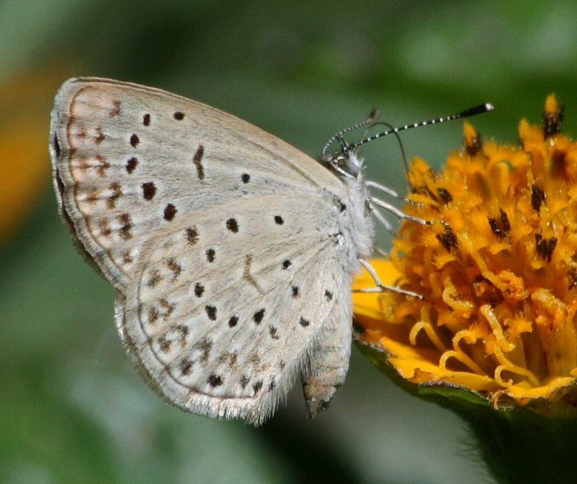 African Grass Blue reference