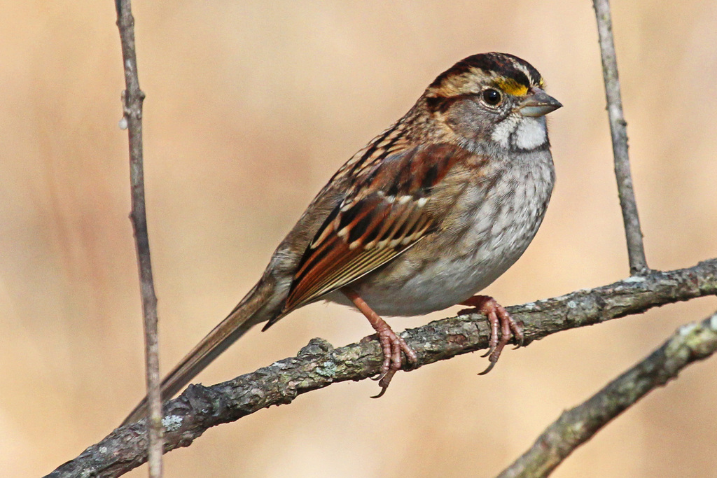 White-throated Sparrow reference