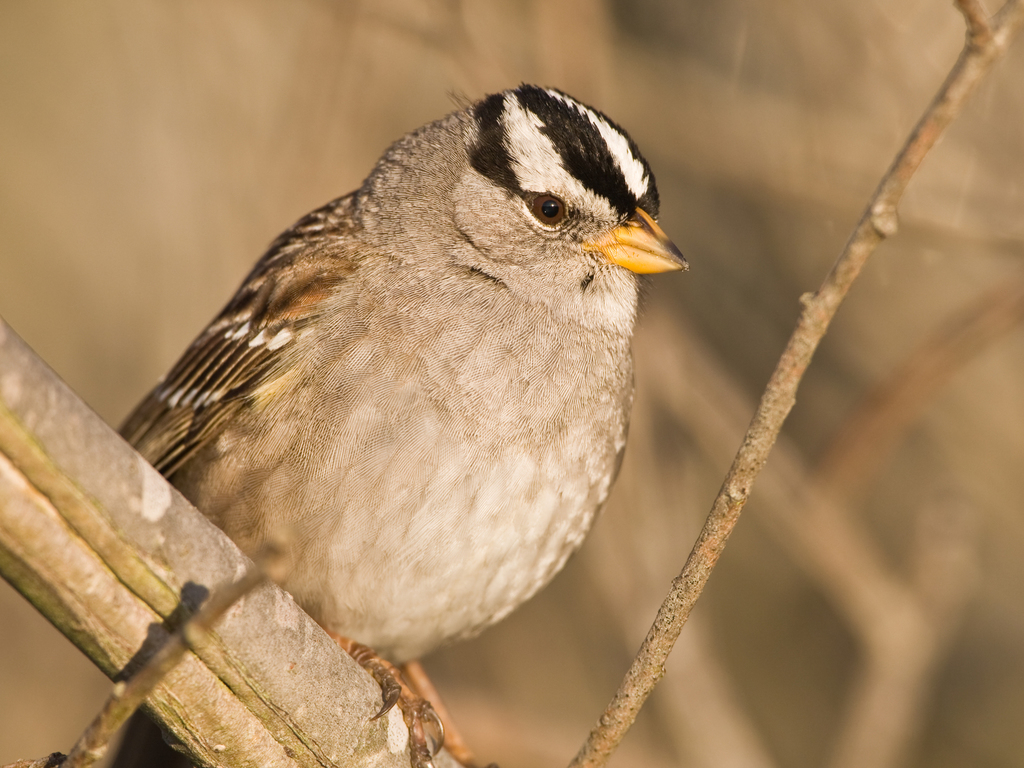 White-crowned Sparrow reference
