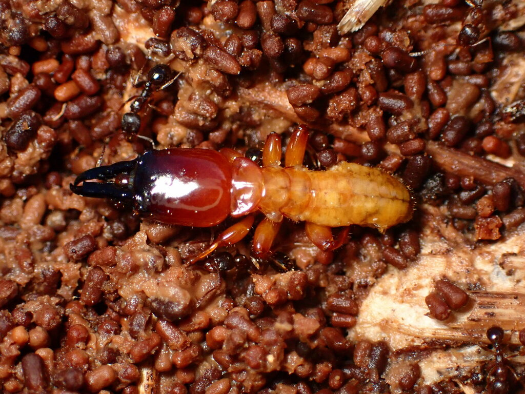 Pacific Dampwood Termite reference