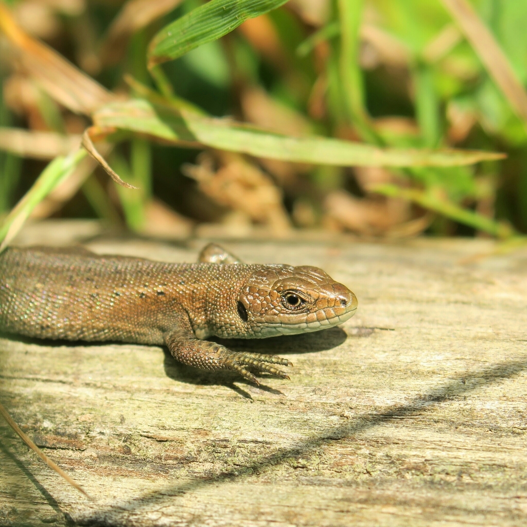 Viviparous Lizard reference