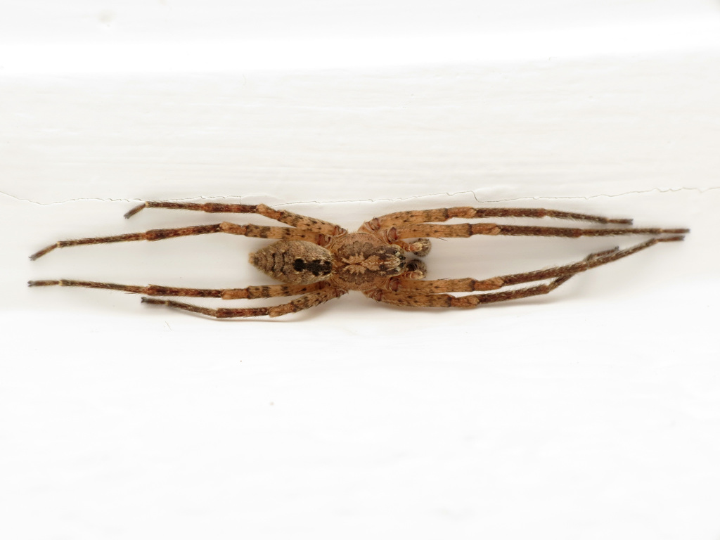 Mediterranean Spiny False Wolf Spider reference