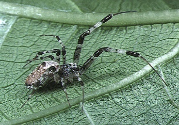 Ninja-star Ceiling Spider reference