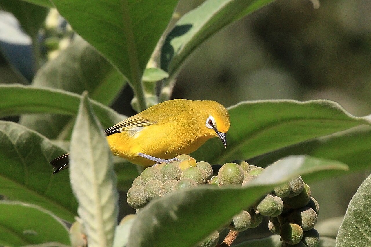 Northern Yellow White-eye reference