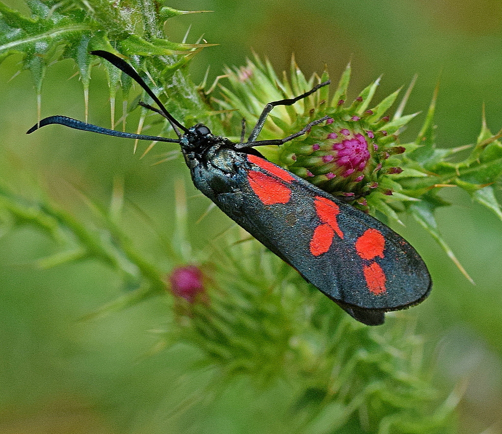Six-spot Burnet reference