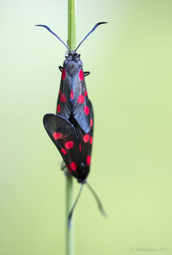 narrow-bordered five-spot burnet reference