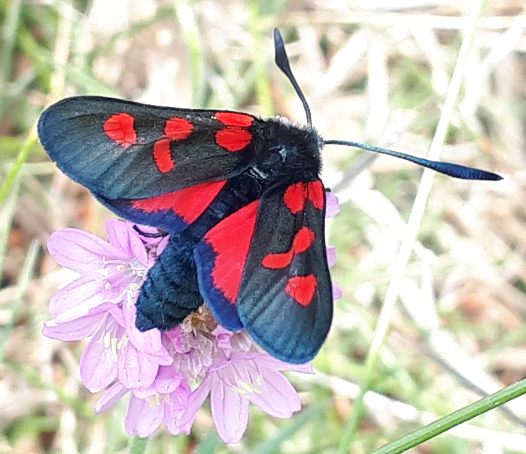 Five-spot Burnet reference