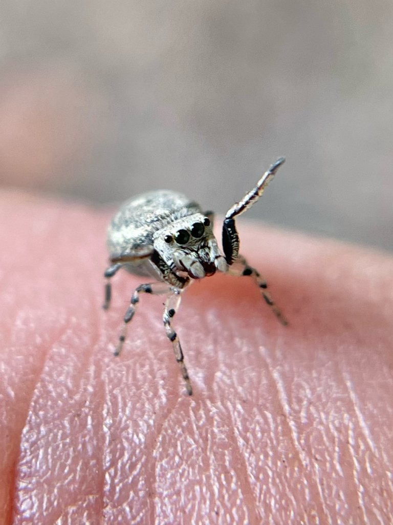 Hammer-jawed Jumping Spider reference