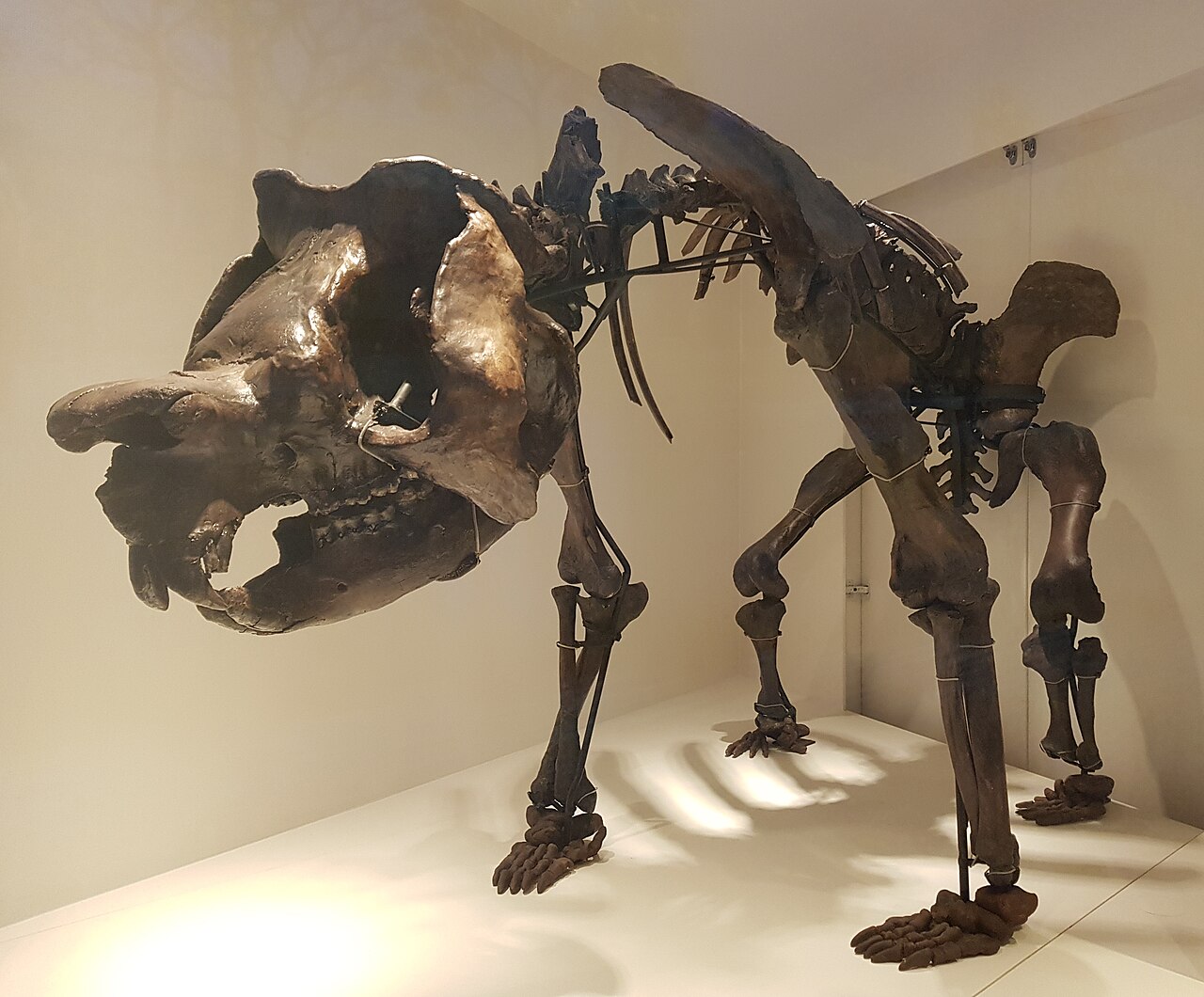 Zygomaturus trilobus reference