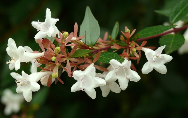 Glossy Abelia reference