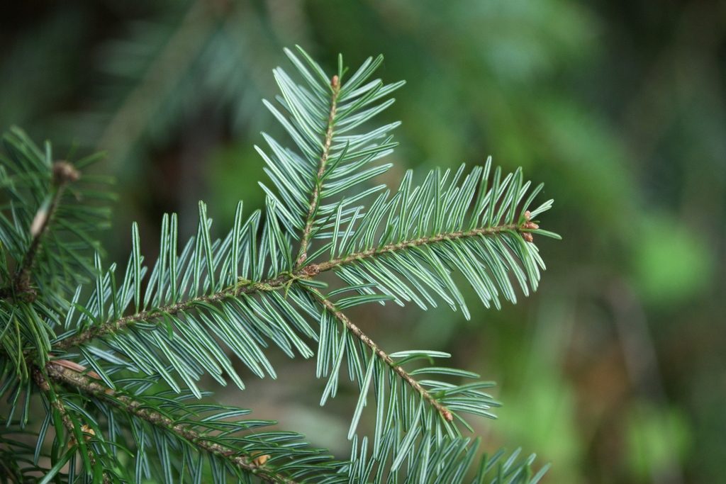 Silver Fir reference
