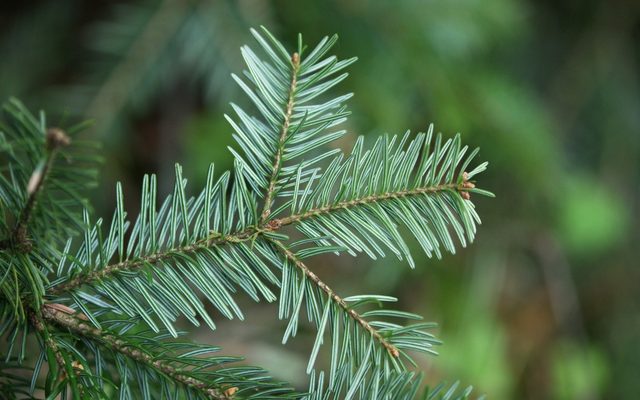 Silver Fir reference