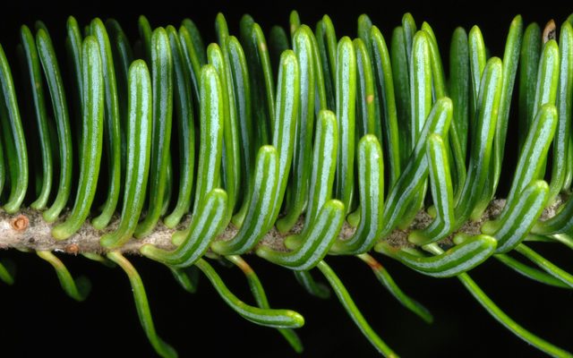 Balsam Fir reference